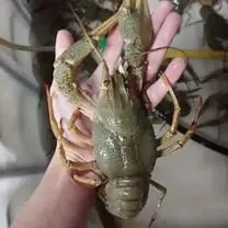 Раки живые