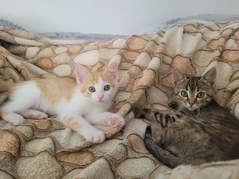 Котята в дар
