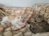 Котята в дар