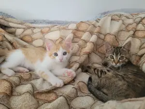 Котята в дар