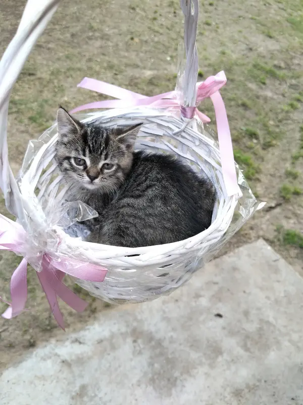 Кошечка