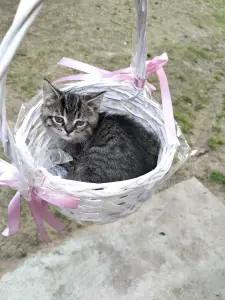 Кошечка