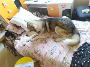 Вязка хаски