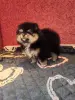 Померанский шпиц девочка.