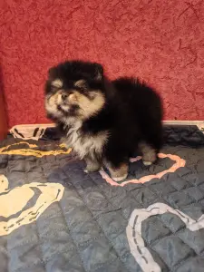 Померанский шпиц девочка.