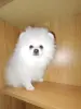 Померанский шпиц мальчик.