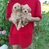 Той Пуделя щенки с родословной