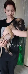 Щенки Кане Корсо
