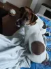 Щенки Джек Рассел терьер