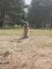 Дрессировка собак