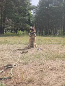 Дрессировка собак