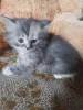 британские котята