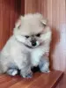 Мальчик померанского шпица