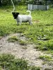 Чистокровный Джек Рассел терьер щенок мальчик