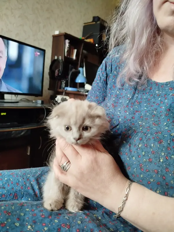 Шотландские котята