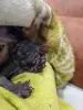 БРОНЬ Котенок Канадского Сфинкса