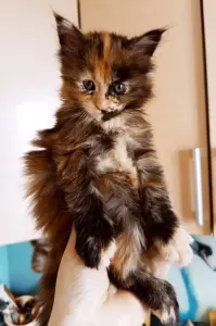 котята мейн кун