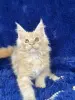 Мейн-кун котята
