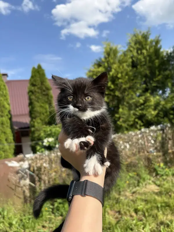 Котята в дар