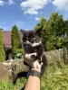 Котята в дар