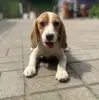 Щенки бигля