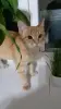 Котёнок мальчик в дар