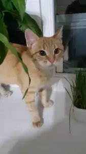 Котёнок мальчик в дар