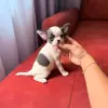 Чихуахуа девочка
