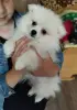 Щенки