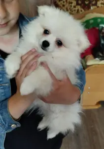 Щенки