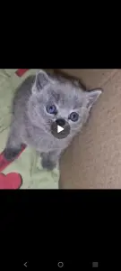 Британские котята