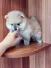 Мальчик померанского шпица