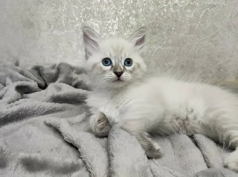 Котята породы Невская Маскарадная
