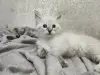 Котята породы Невская Маскарадная