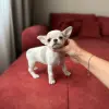 Чихуахуа