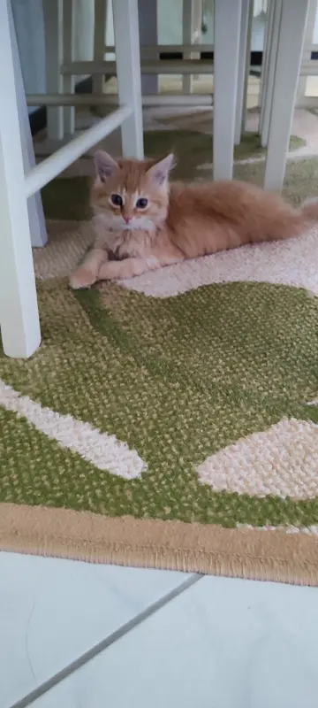 Котенок бесплатноБрест