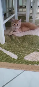 Котенок бесплатноБрест