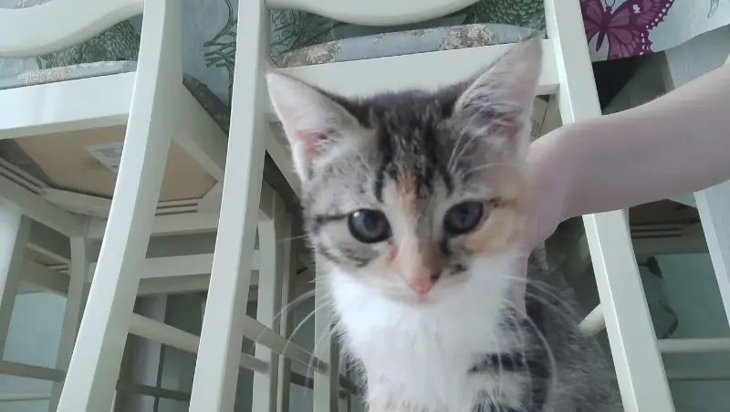 Котенок девочка в дар