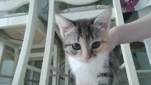 Котенок девочка в дар
