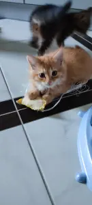 Котенок бесплатноБрест