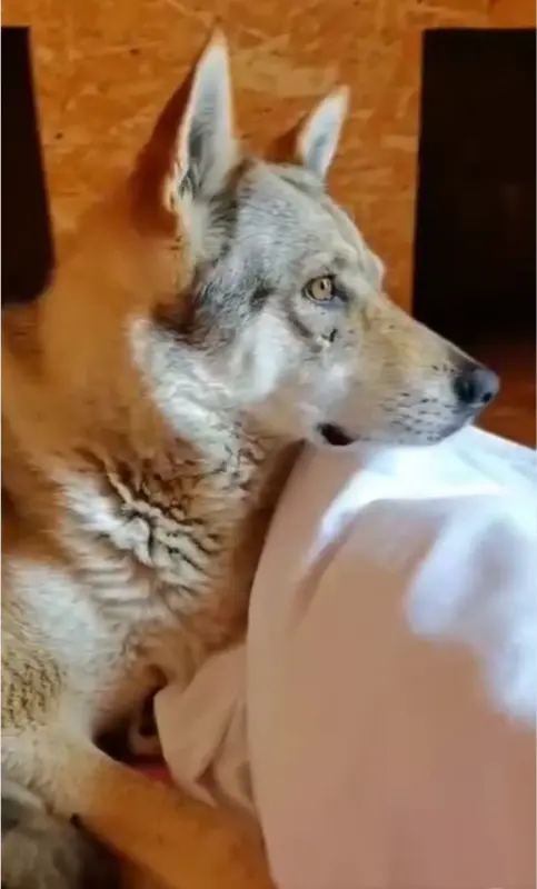 Чехословацкий влчак. Щенки от заводчика из питомника Wolf's Estate(Беларусь 🇧🇾).