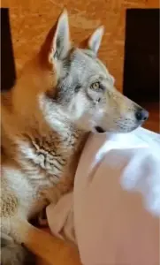 Чехословацкий влчак. Щенки от заводчика из питомника Wolf's Estate(Беларусь 🇧🇾).