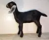 Англо-нубийская козочка