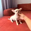 Мальчик чихуахуа