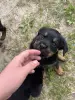 Щенки РОТВЕЙЛЕРЫ
