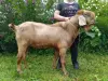 Англо-нубийская козочка