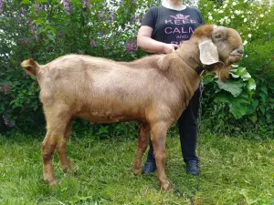 Англо-нубийская козочка