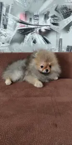 Померанский шпиц, щенки мини мишка