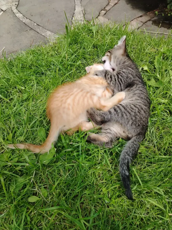 Котята