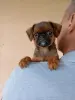 щенки пти брабансона